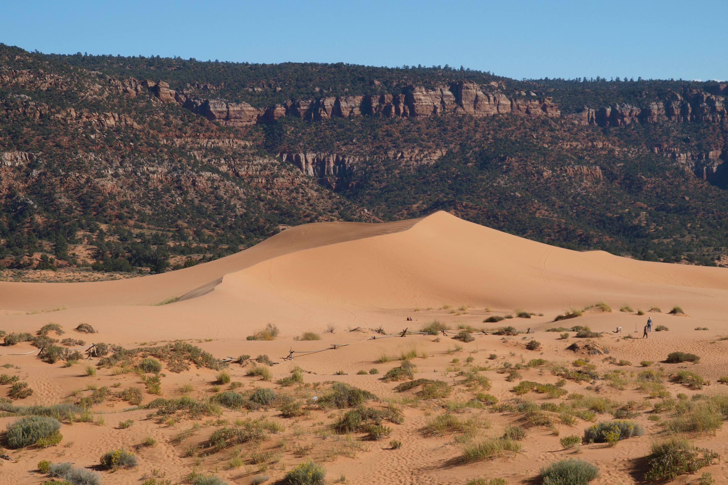 coral pink sand dunes national park, utah (2).webp